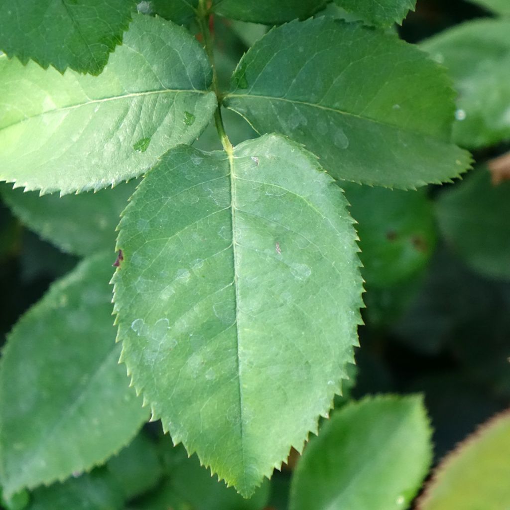 Rosa Pierre de Luxembourg - Grootbloemige roos