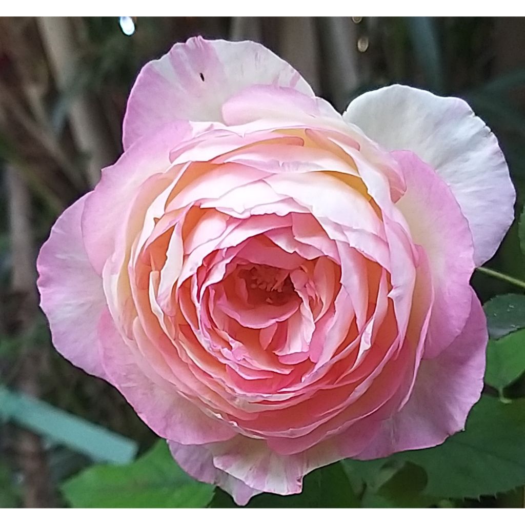 Rosa Pink Paradise - Grootbloemige roos