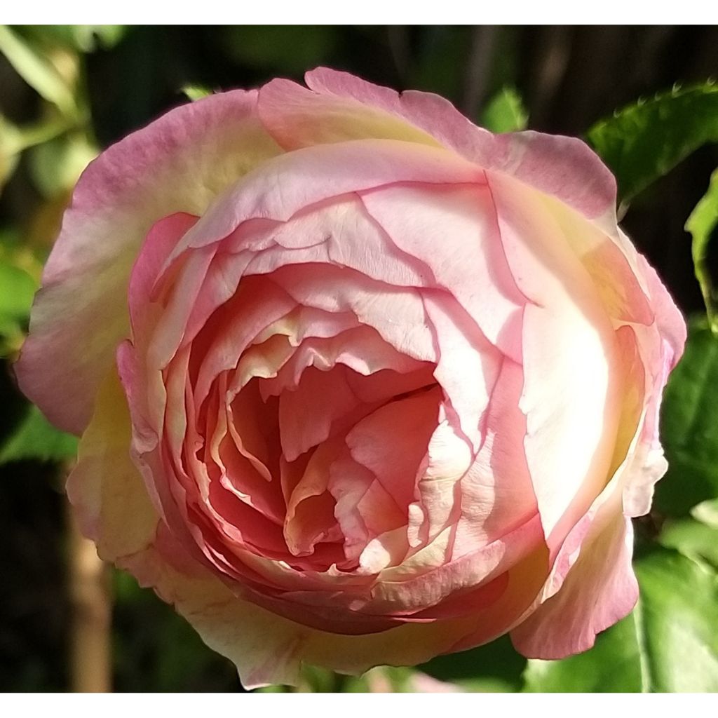 Rosa Pink Paradise - Grootbloemige roos