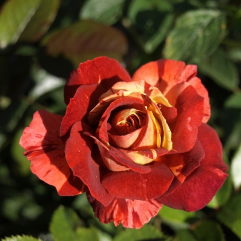 Rosa Poseidon - Stamroos