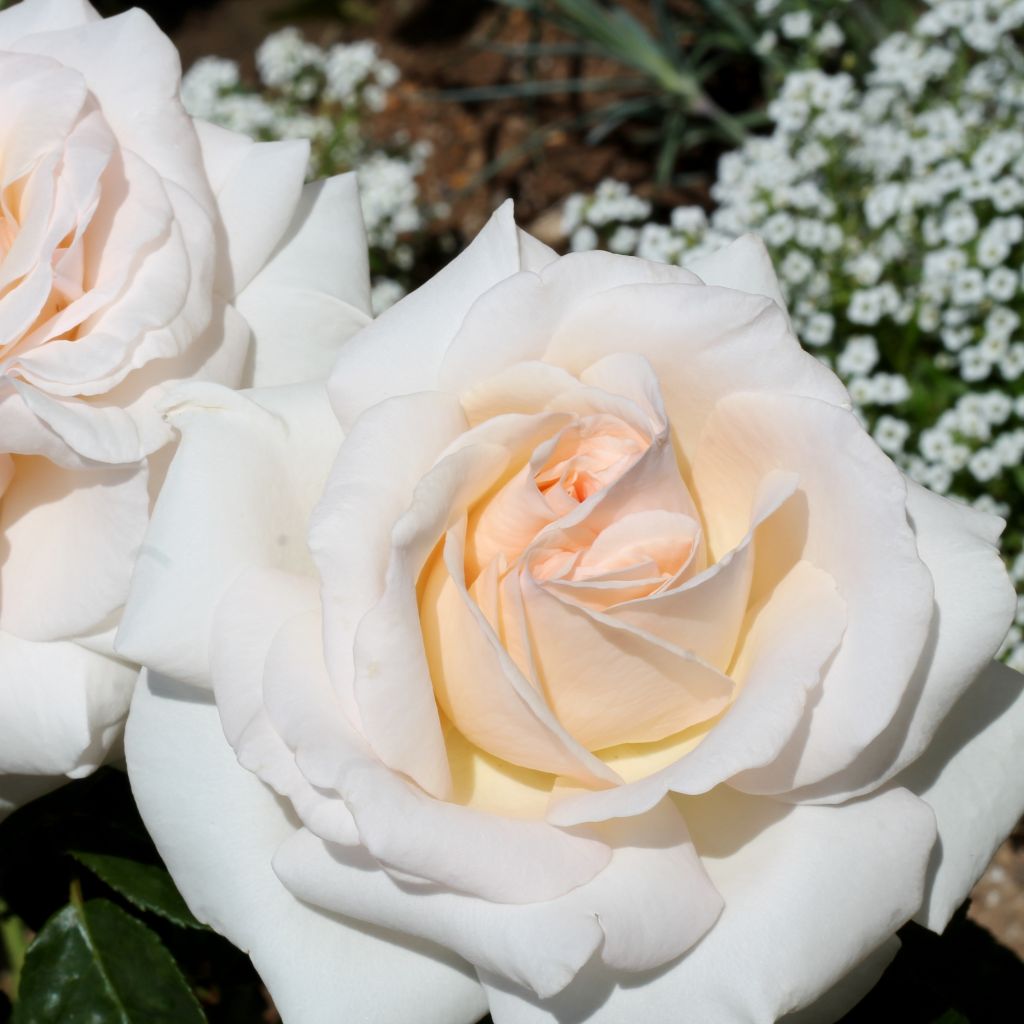 Rosa Francis Meilland - Grootbloemige roos