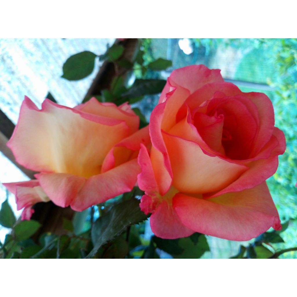 Rosa Pullman Orient Express - Grootbloemige roos