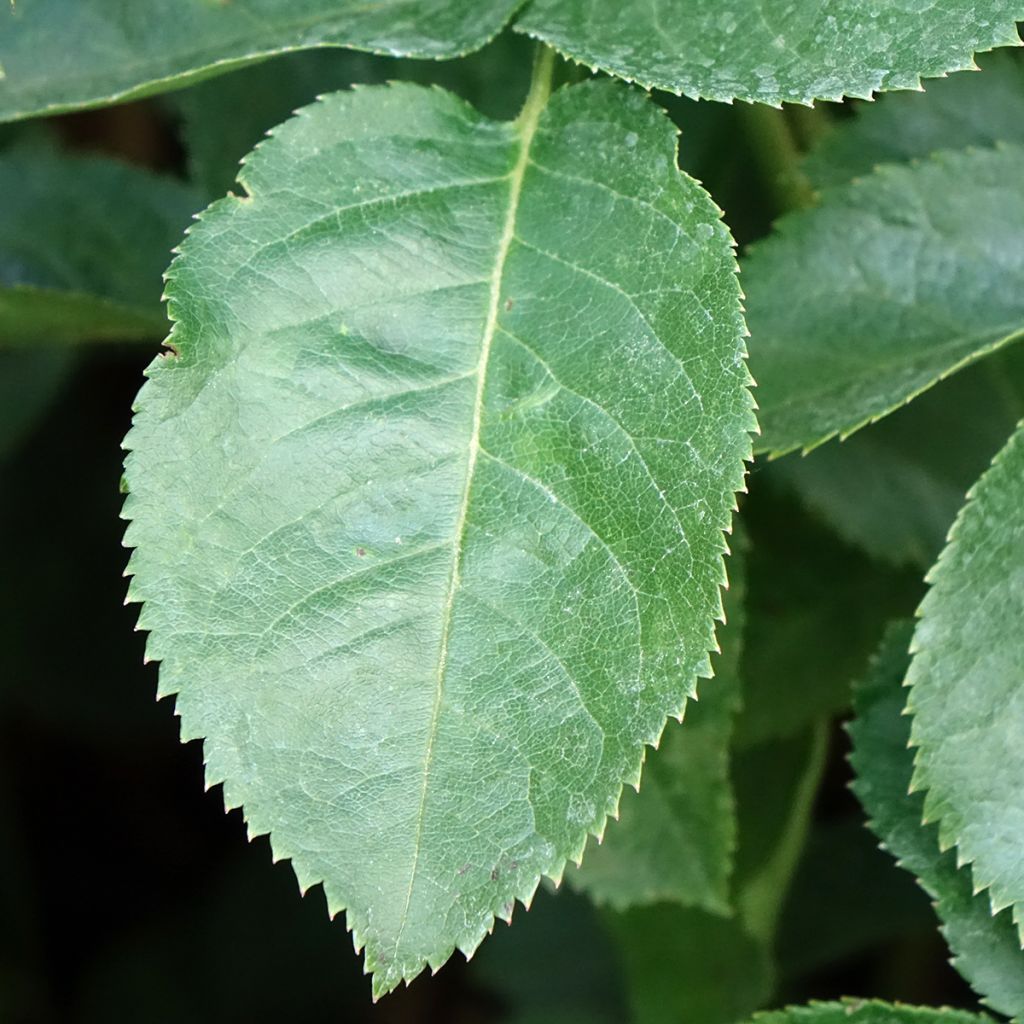 Rosa Raffaello - Grootbloemige roos
