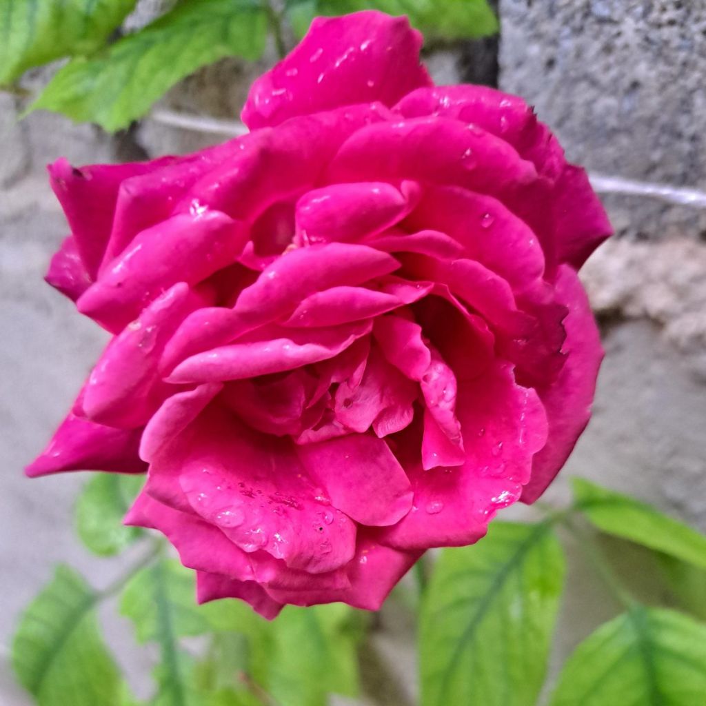 Rosa Rose Clos Vougeot - Grootbloemige roos
