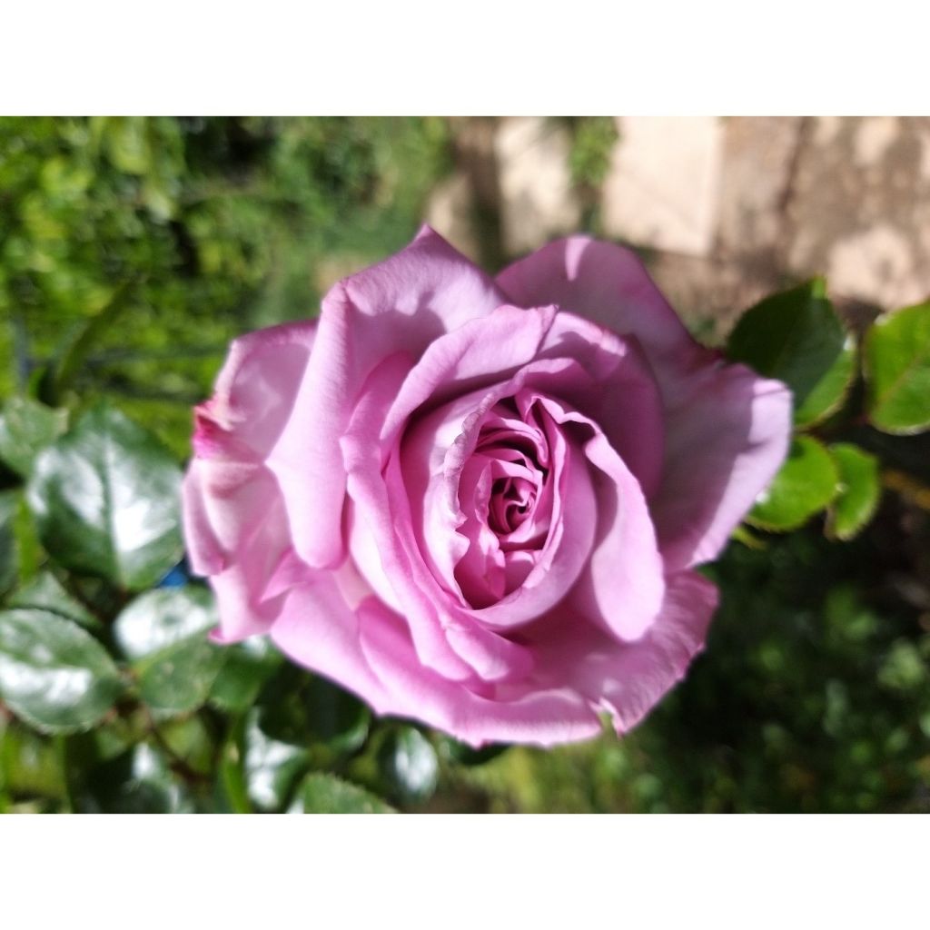 Rosa Le Petit Prince - Grootbloemige roos