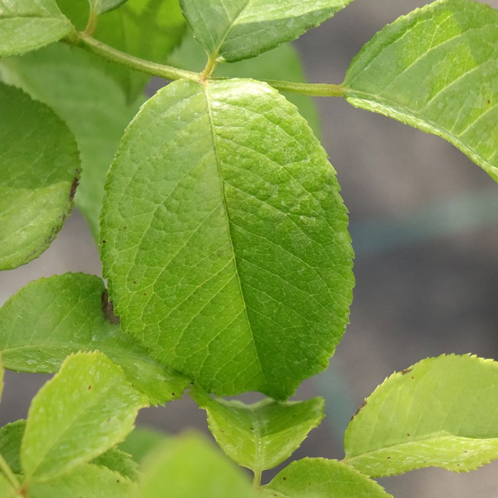 Rosa Sandrine Quétier - Grootbloemige roos