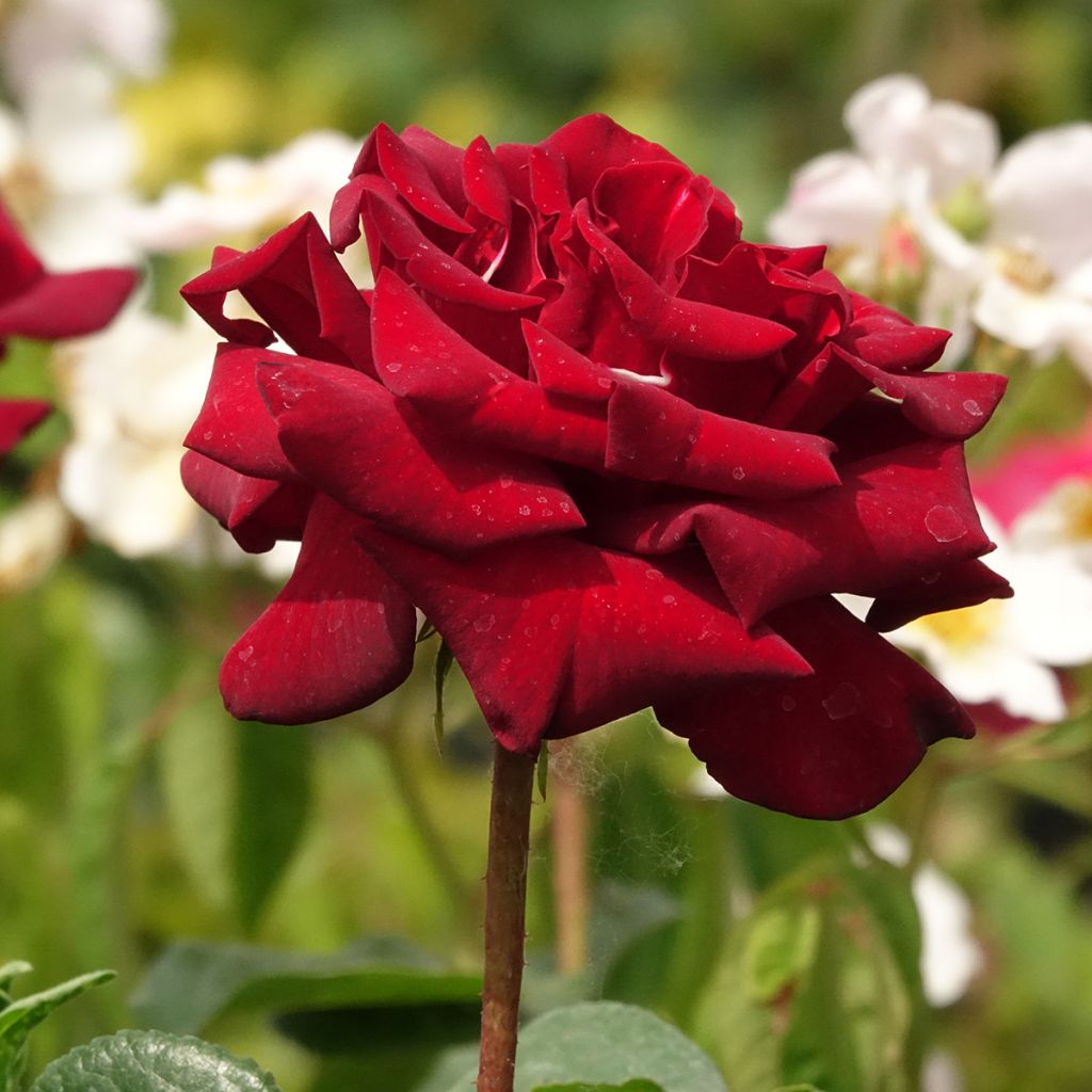 Rosa Schwarze Madonna - Grootbloemige roos