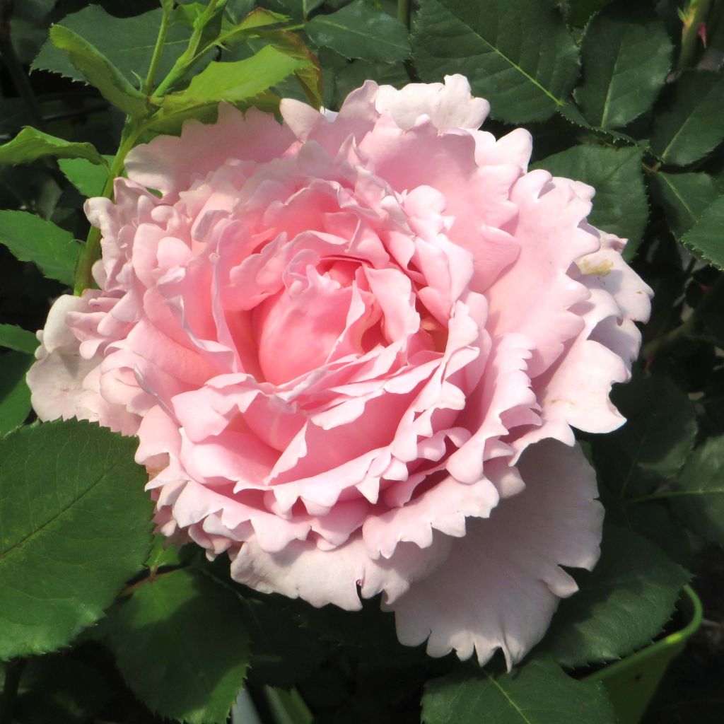 Rosa Sophie Rochas - Grootbloemige roos
