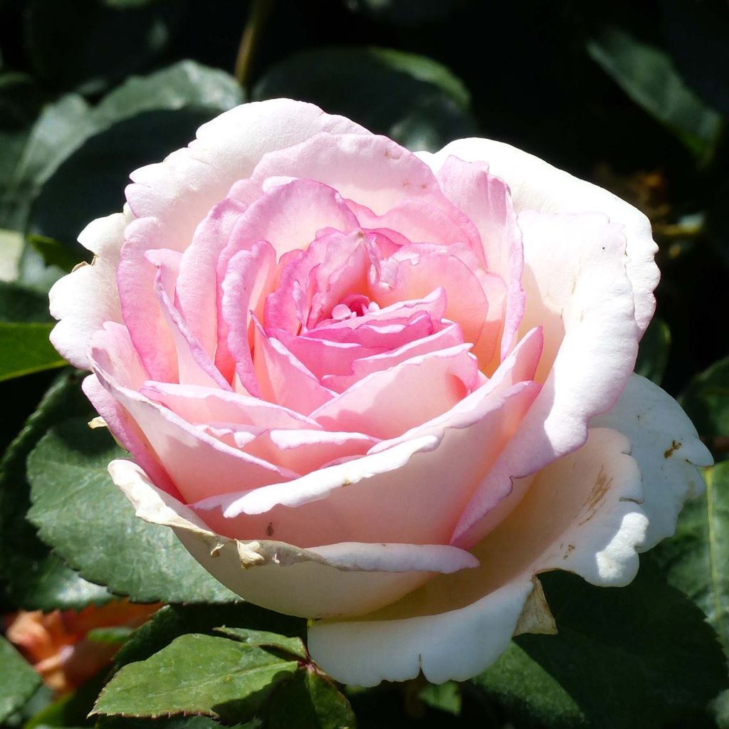 Rosa Souvenir de Baden-Baden - Grootbloemige roos