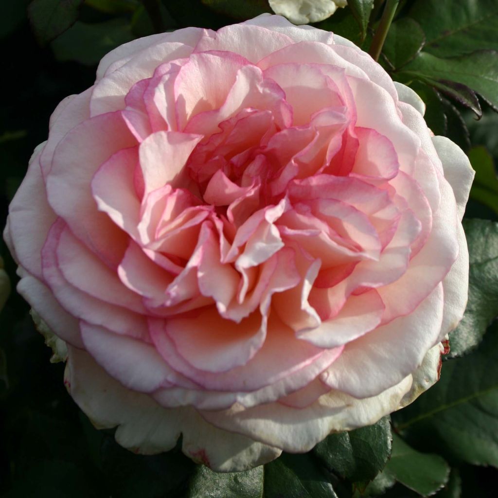 Rosa Souvenir de Baden-Baden - Grootbloemige roos