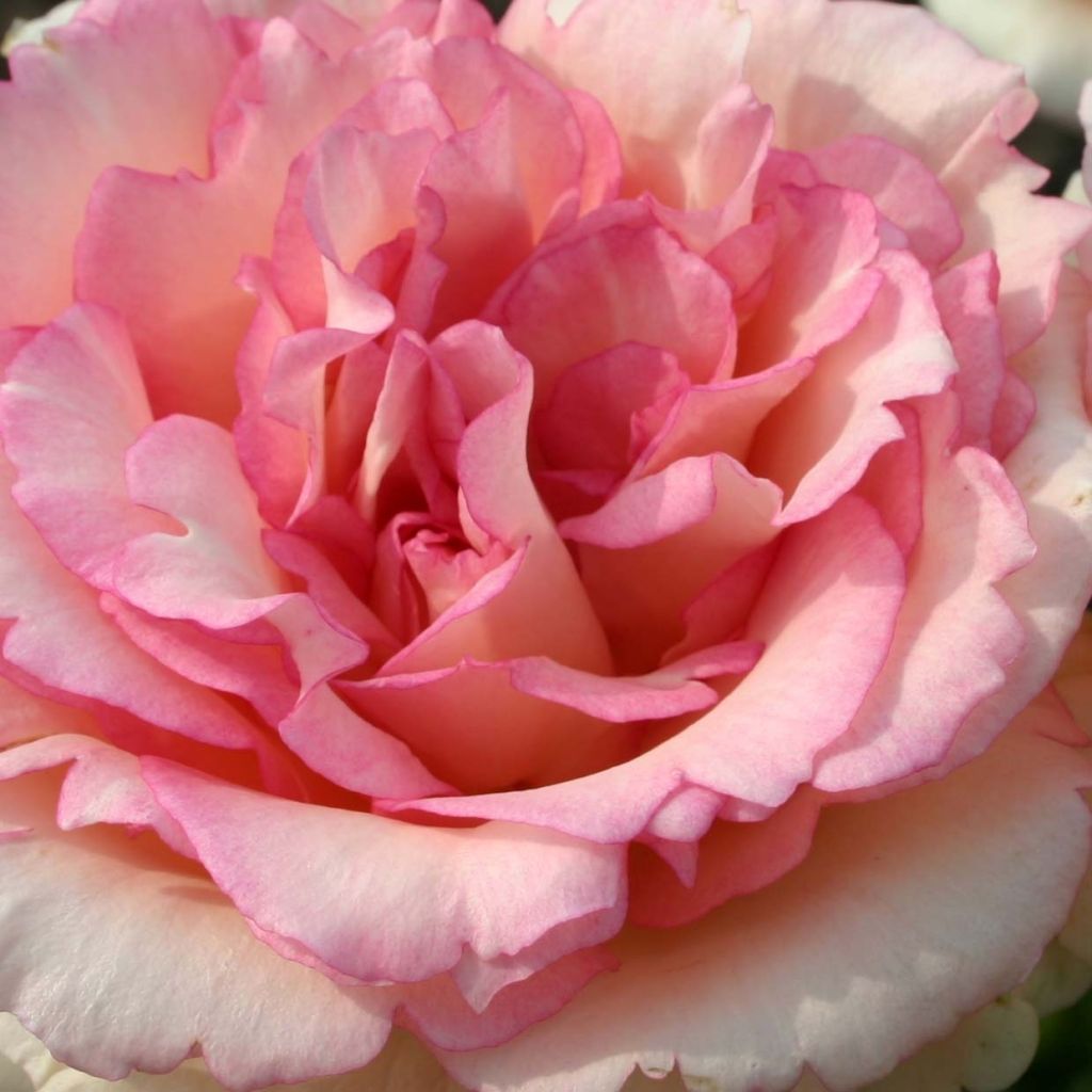 Rosa Souvenir de Baden-Baden - Grootbloemige roos
