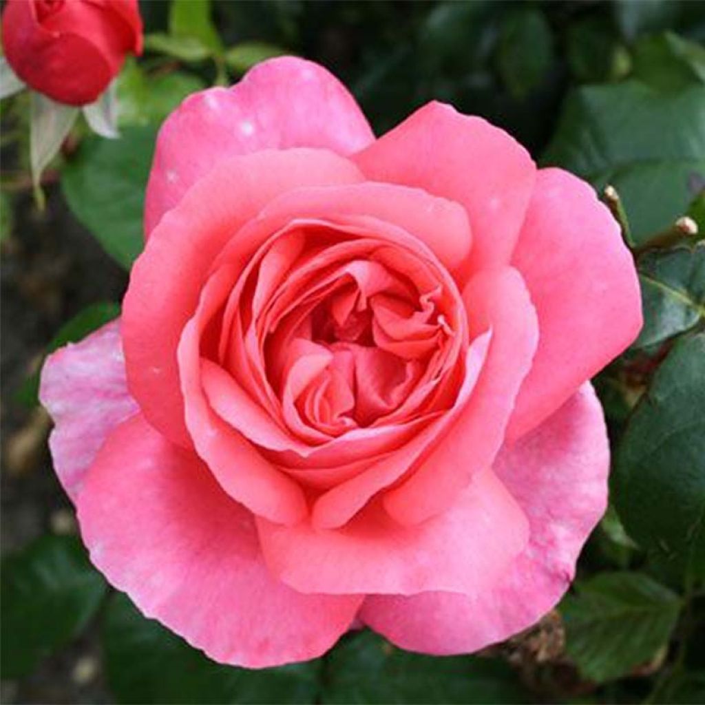 Rosa Special Anniversary - Grootbloemige roos