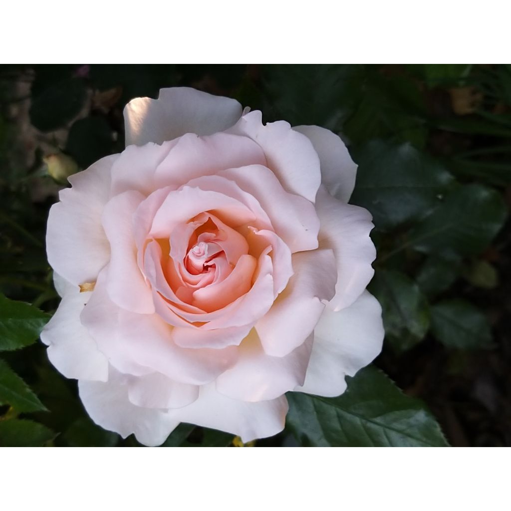 Rosa Chandos Beauty - Grootbloemige roos