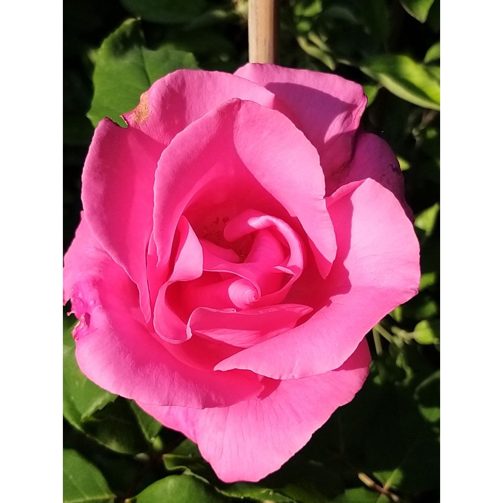 Rosa The McCartney Rose - Grootbloemige roos