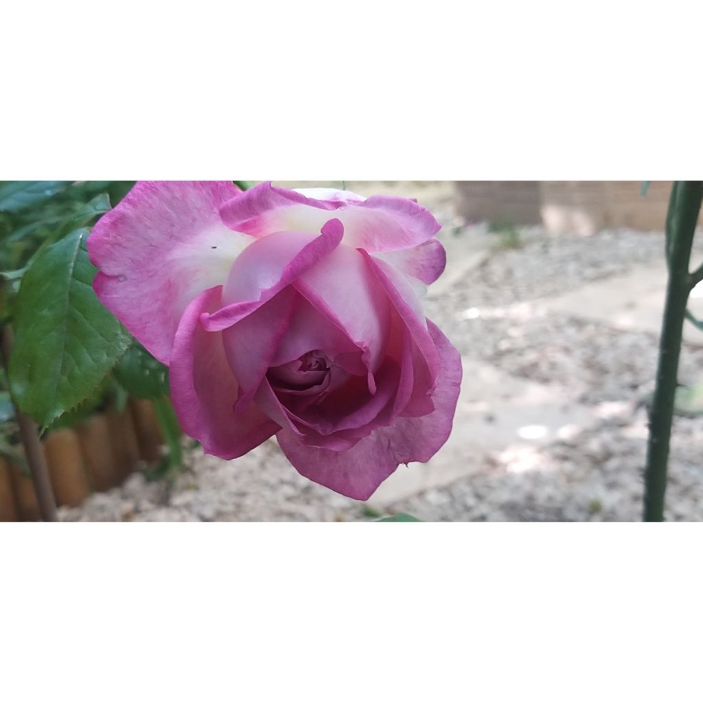 Rosa Thierry Marx - Grootbloemige roos