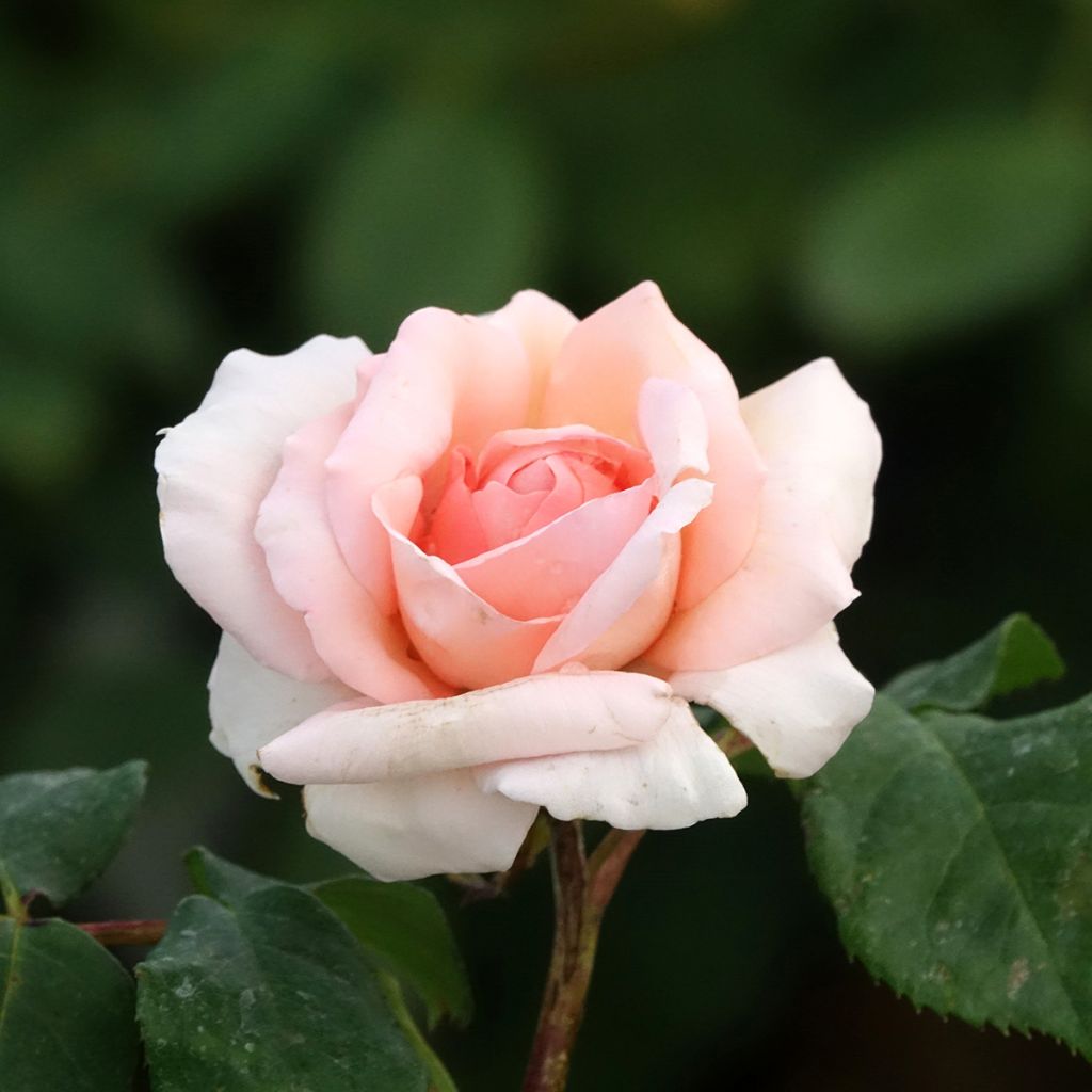 Rosa Ville de Fontenay-aux-Roses - Grootbloemige roos