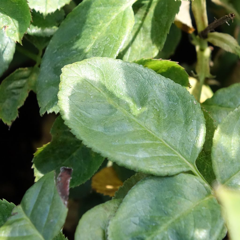 Rosa Arthur Bell - Struikroos