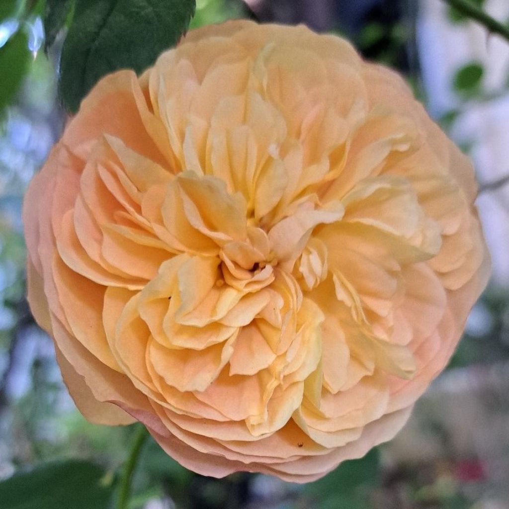 Rosa Eveline Wild - Struikroos