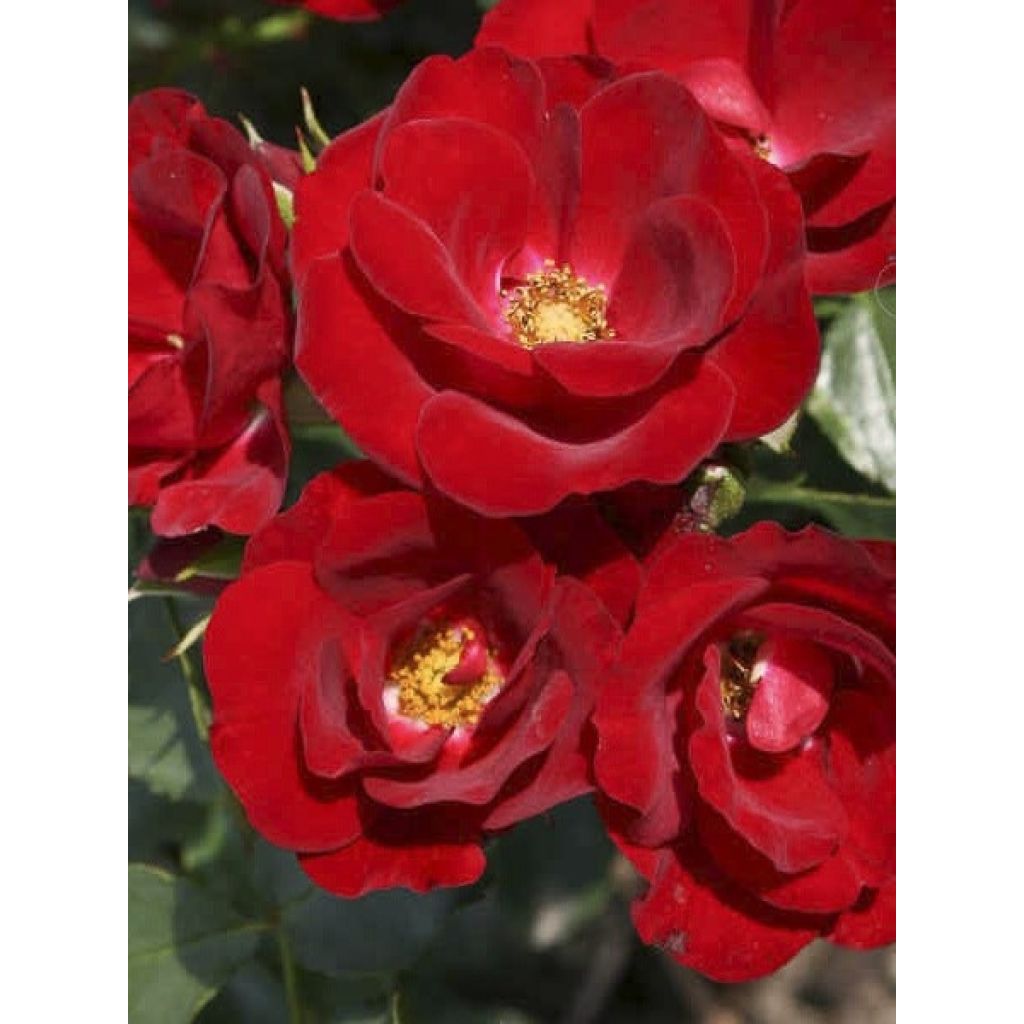 Rosa Marondo - Polyantharoos