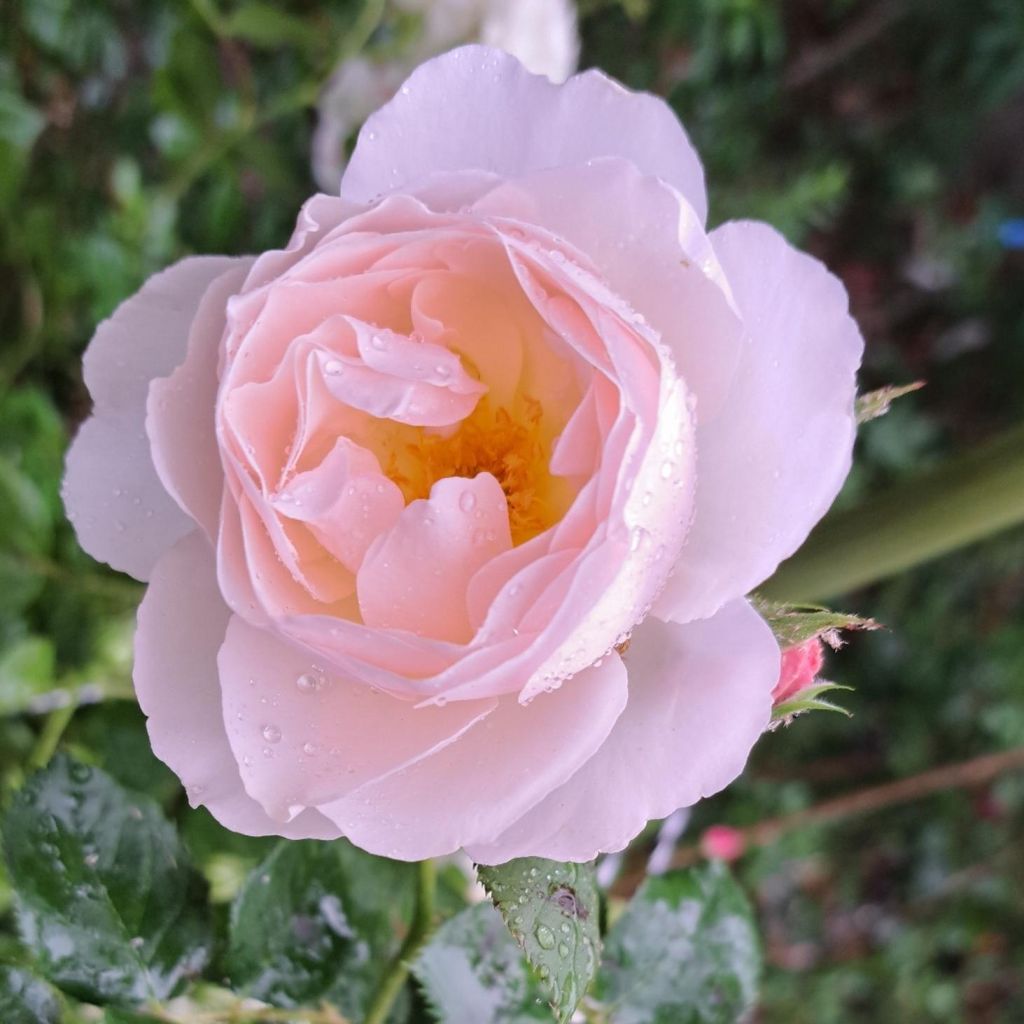 Rosa Pear - Struikroos