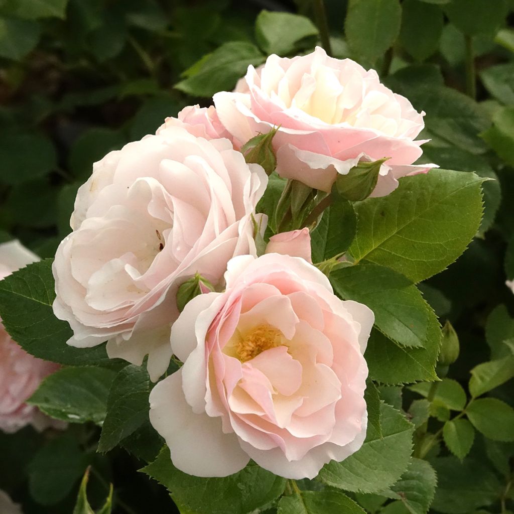 Rosa Pear - Struikroos