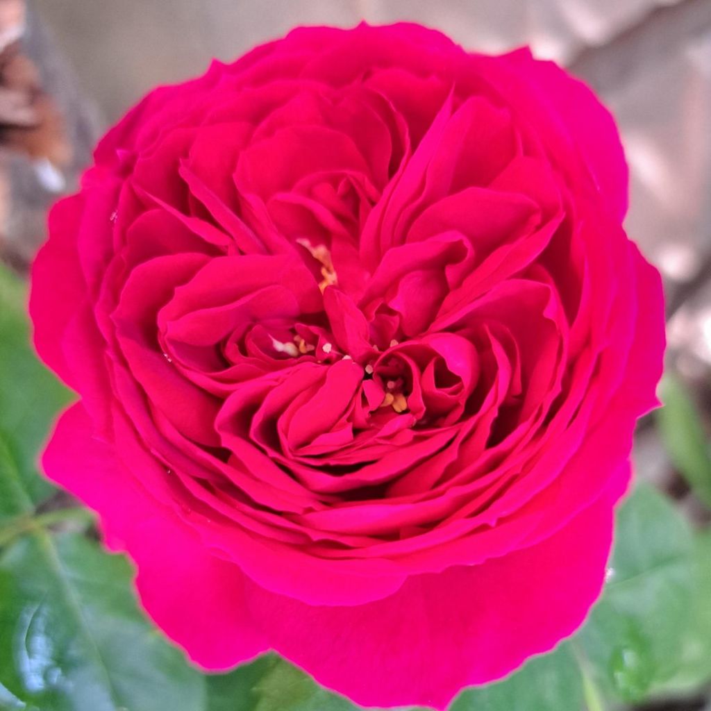 Rosa Sophie Luise - Struikroos