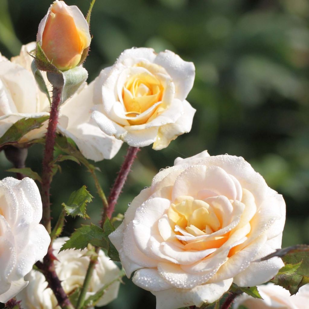 Rosa Sweet Honey - struikroos