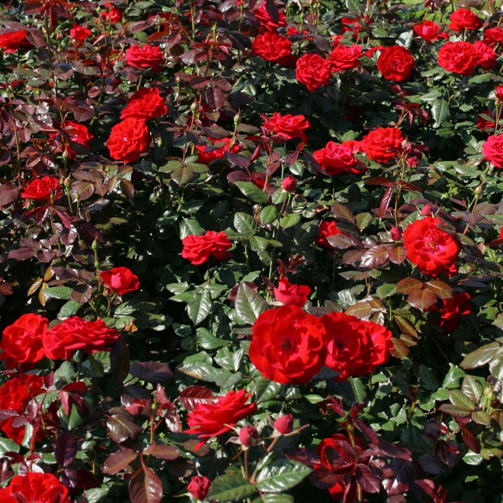 Rosa The Times - struikroos