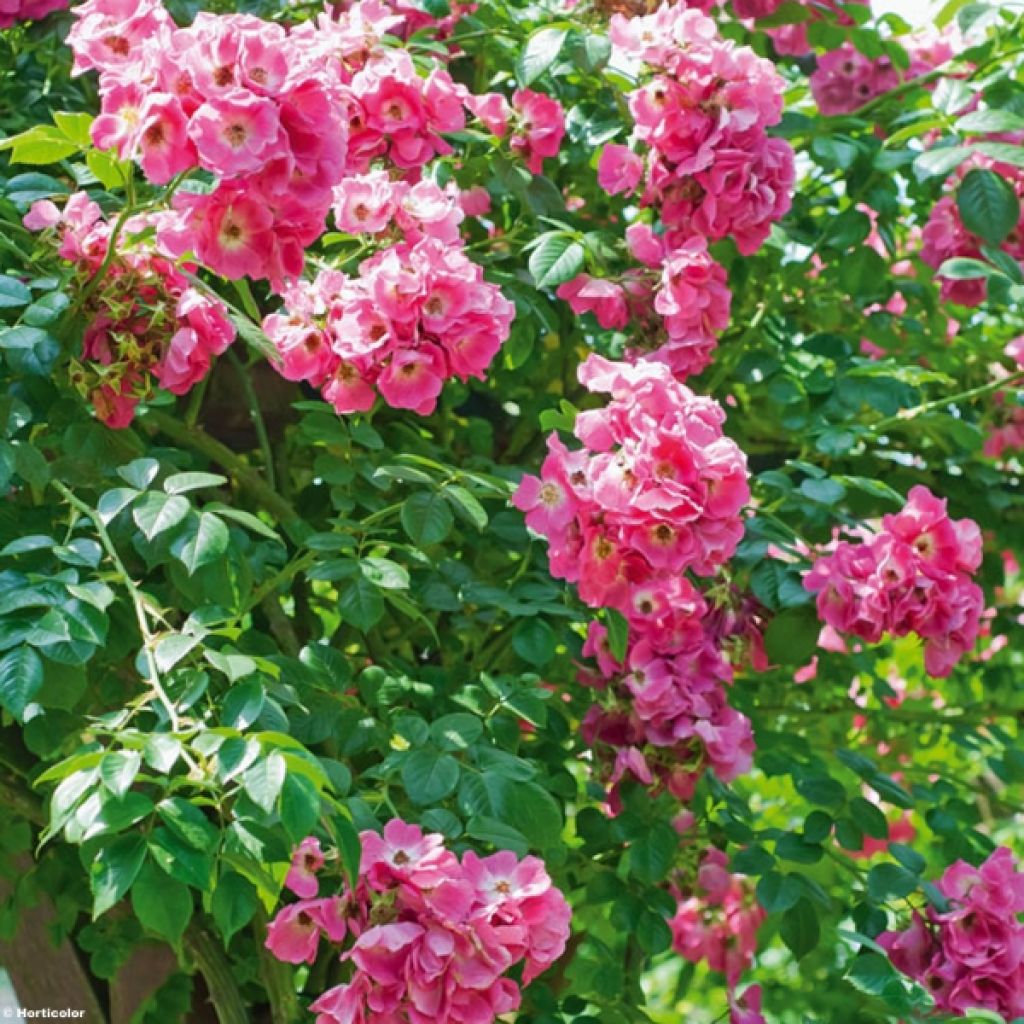 Rosa American Pillar - Klimroos