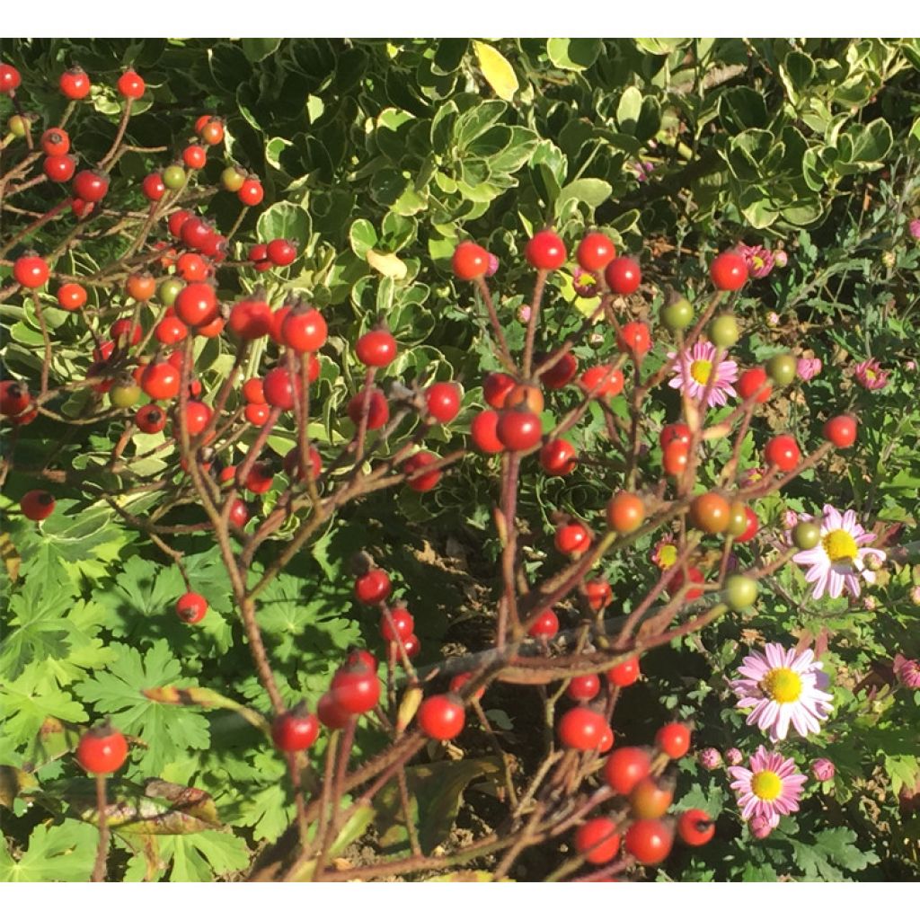 Rosa Ballerina - Muskusroos