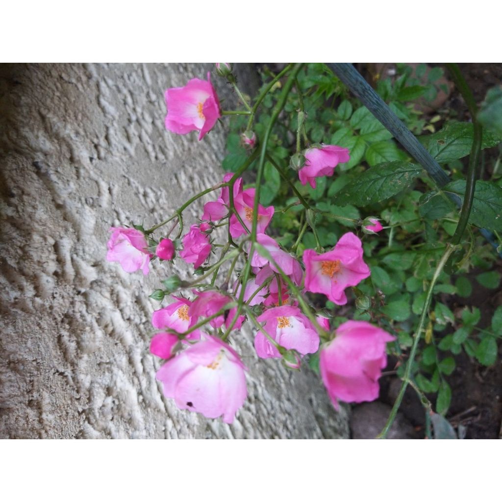 Rosa Ballerina - Muskusroos