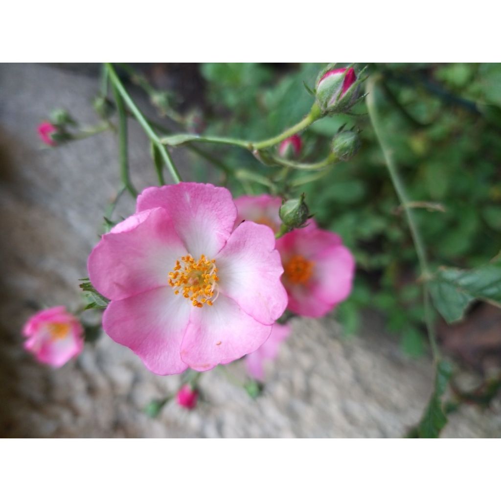 Rosa Ballerina - Muskusroos