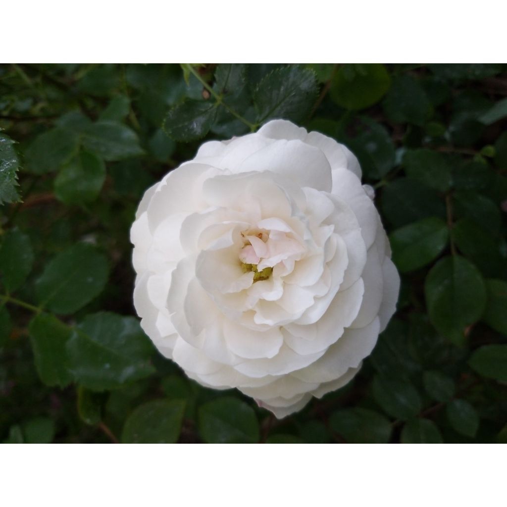 Rosa Boule de Neige - Historische roos