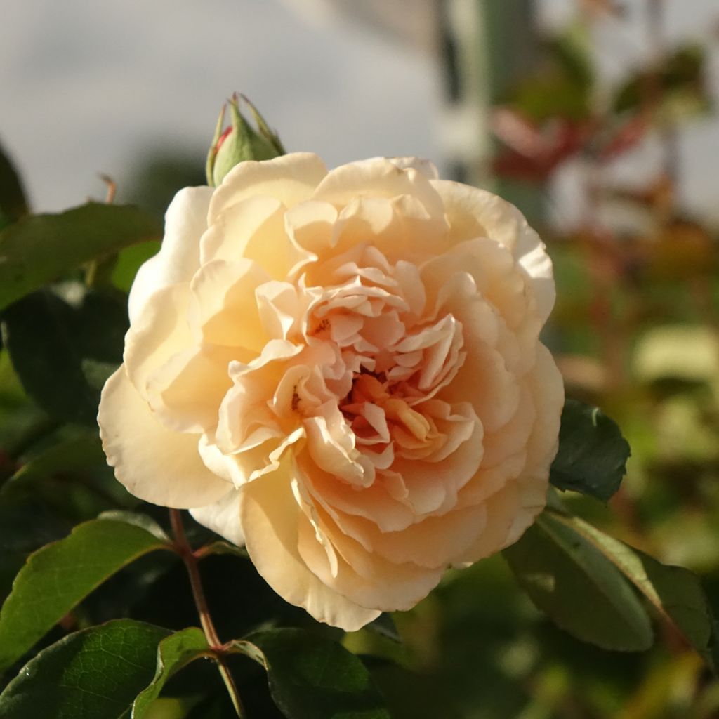 Rosa Buff Beauty - Muskusroos