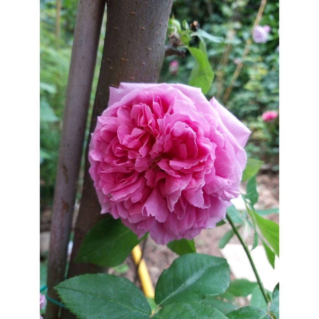 Rosa Comte de Chambord - Historische roos