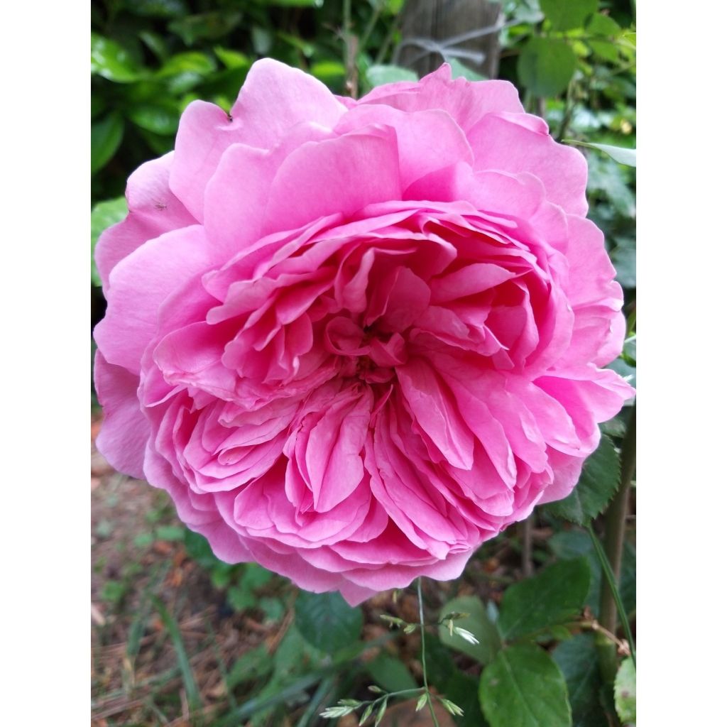 Rosa Comte de Chambord - Historische roos