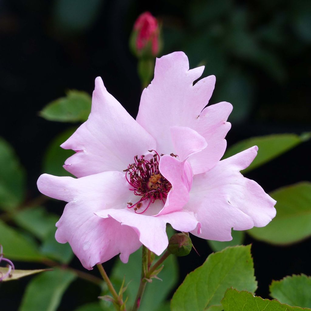 Rosa Dainty Bess - Grootbloemige roos