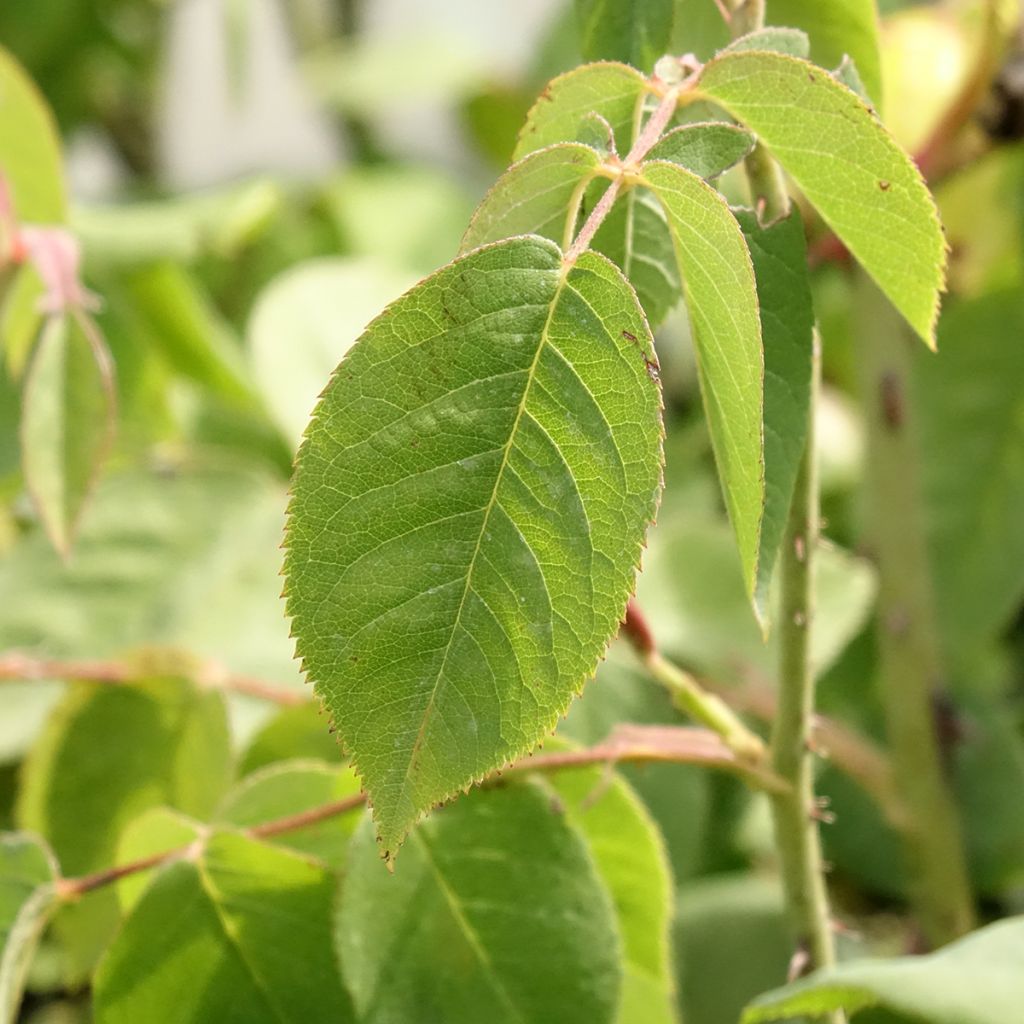 Rosa Fantin-Latour - Historische roos