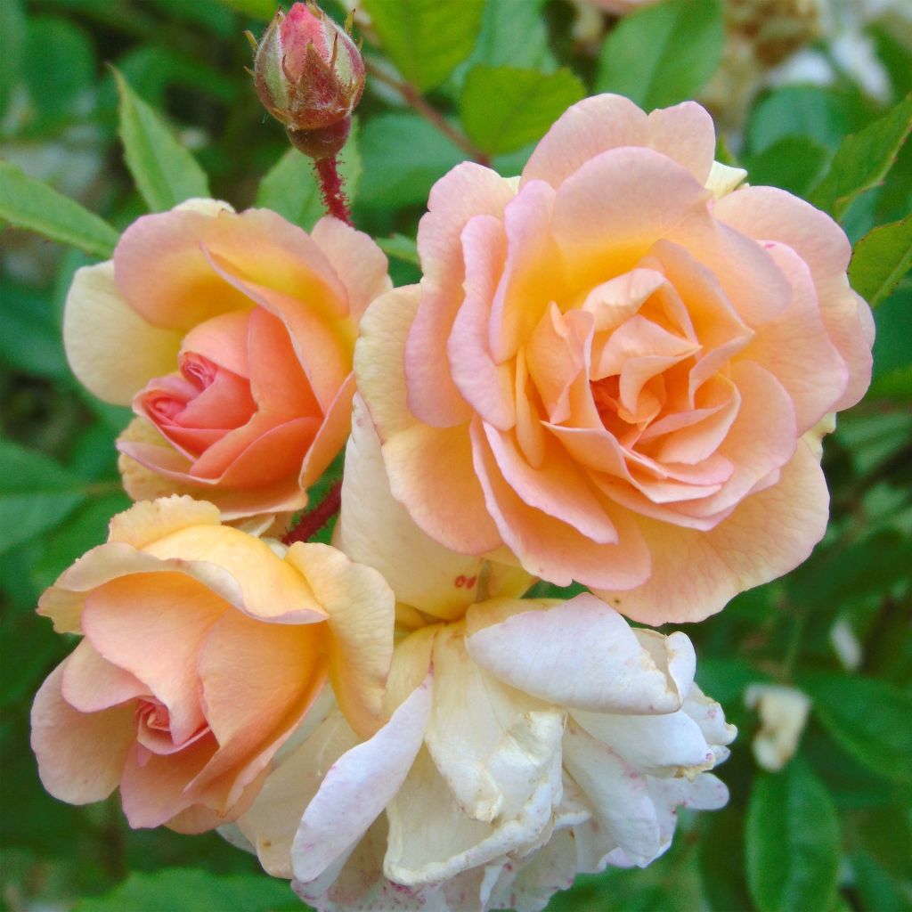 Rosa Ghislaine de Féligonde - Historische roos