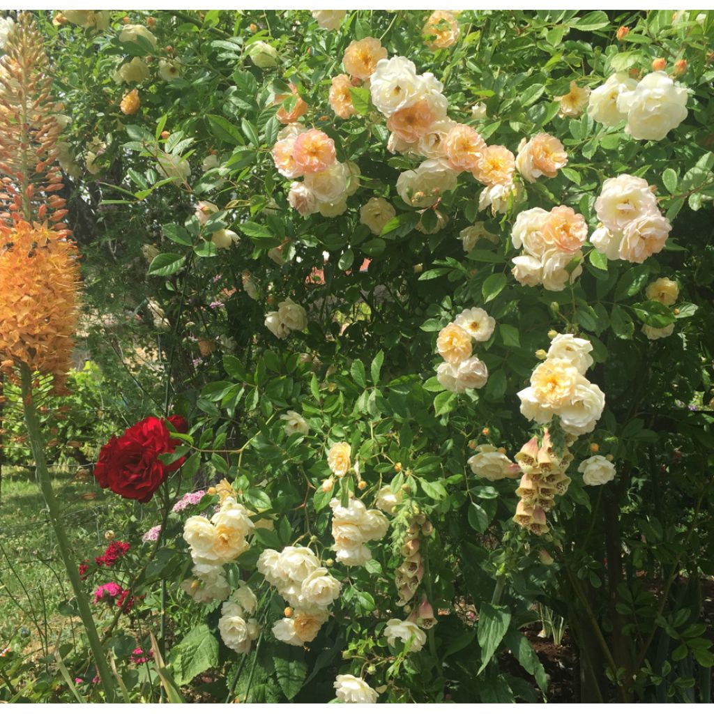 Rosa Ghislaine de Féligonde - Historische roos