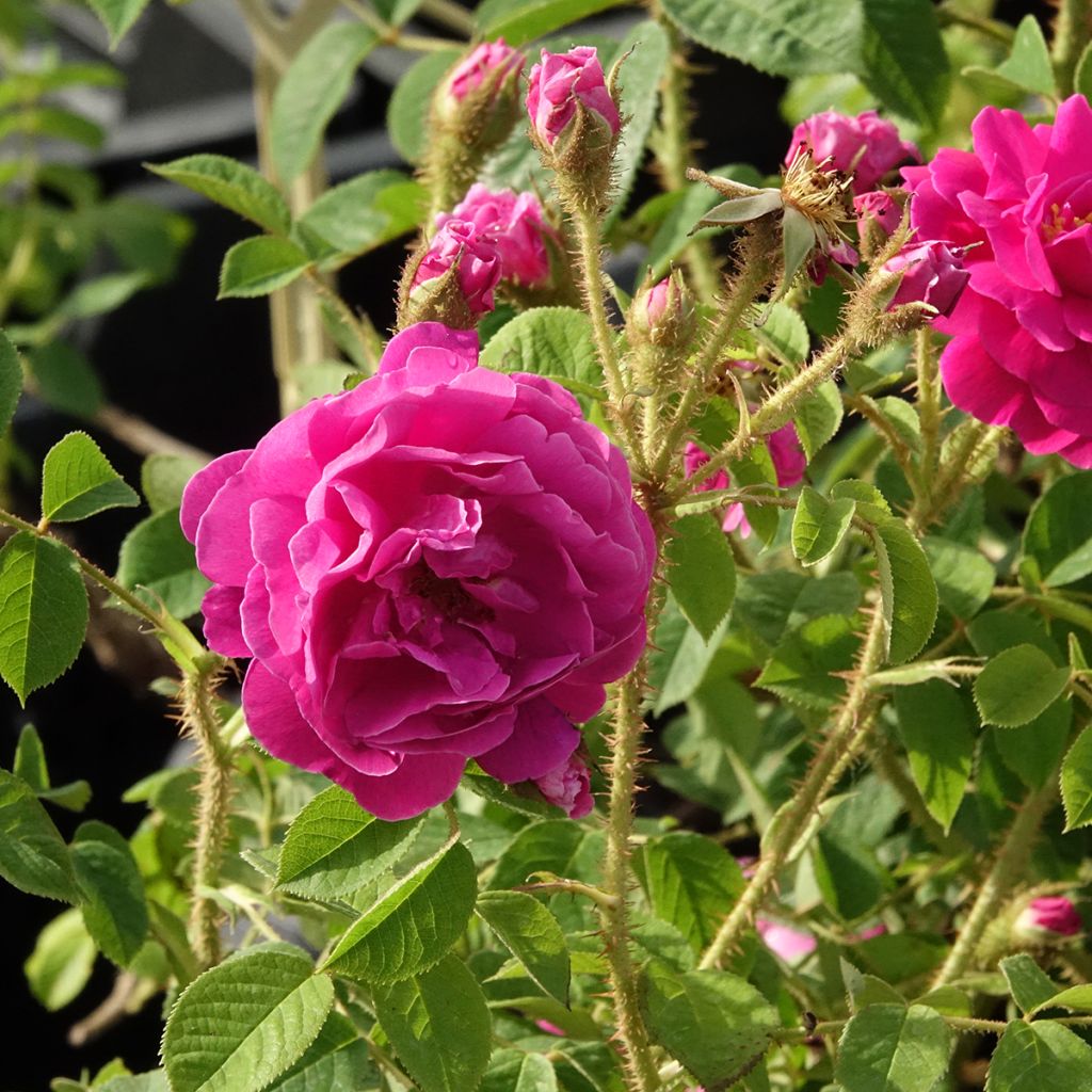 Rosa Henri Martin - Historische roos