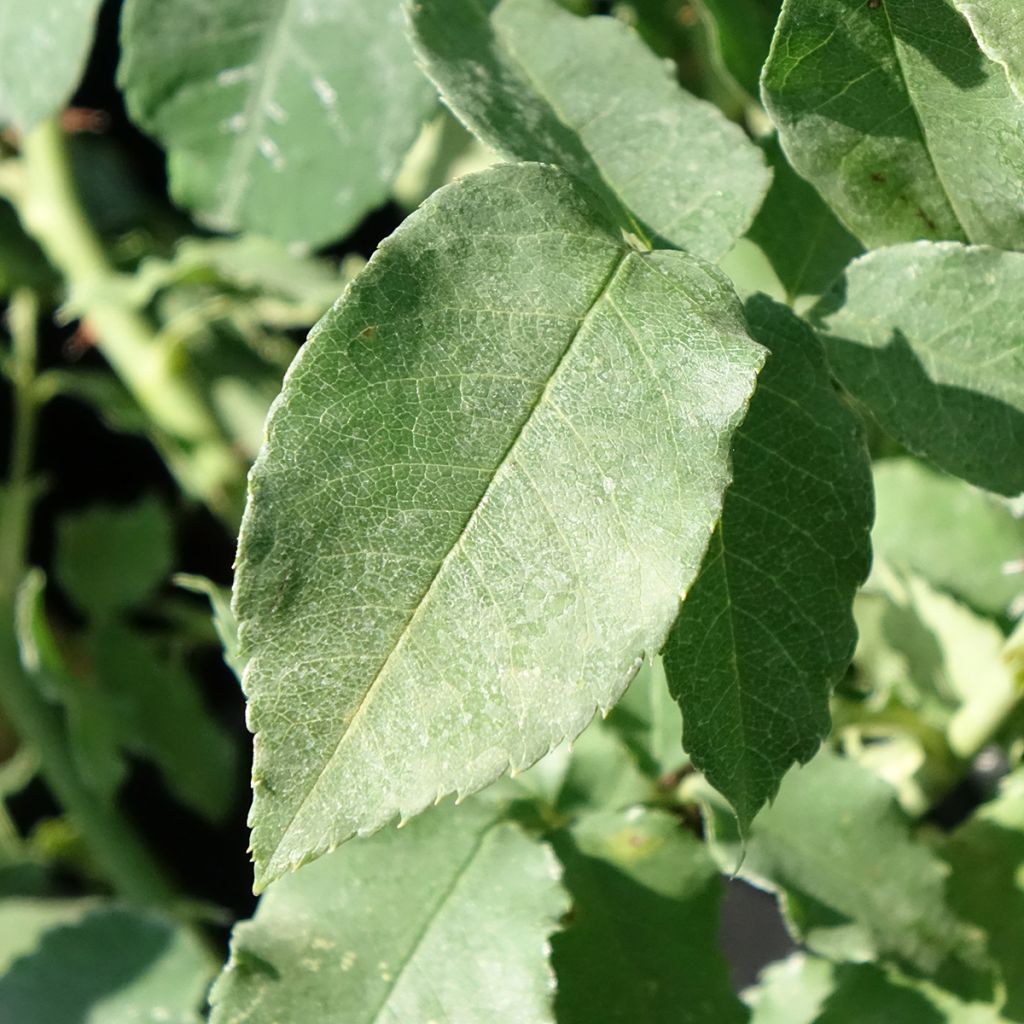 Rosa Honorine de Brabant - Historische roos