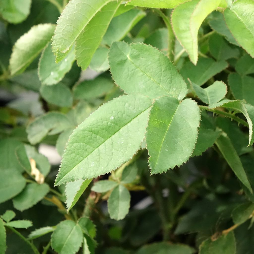 Rosa Jacques Cartier - Historische roos