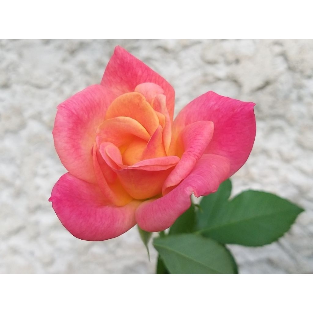 Rosa Joseph's Coat - Trosroos