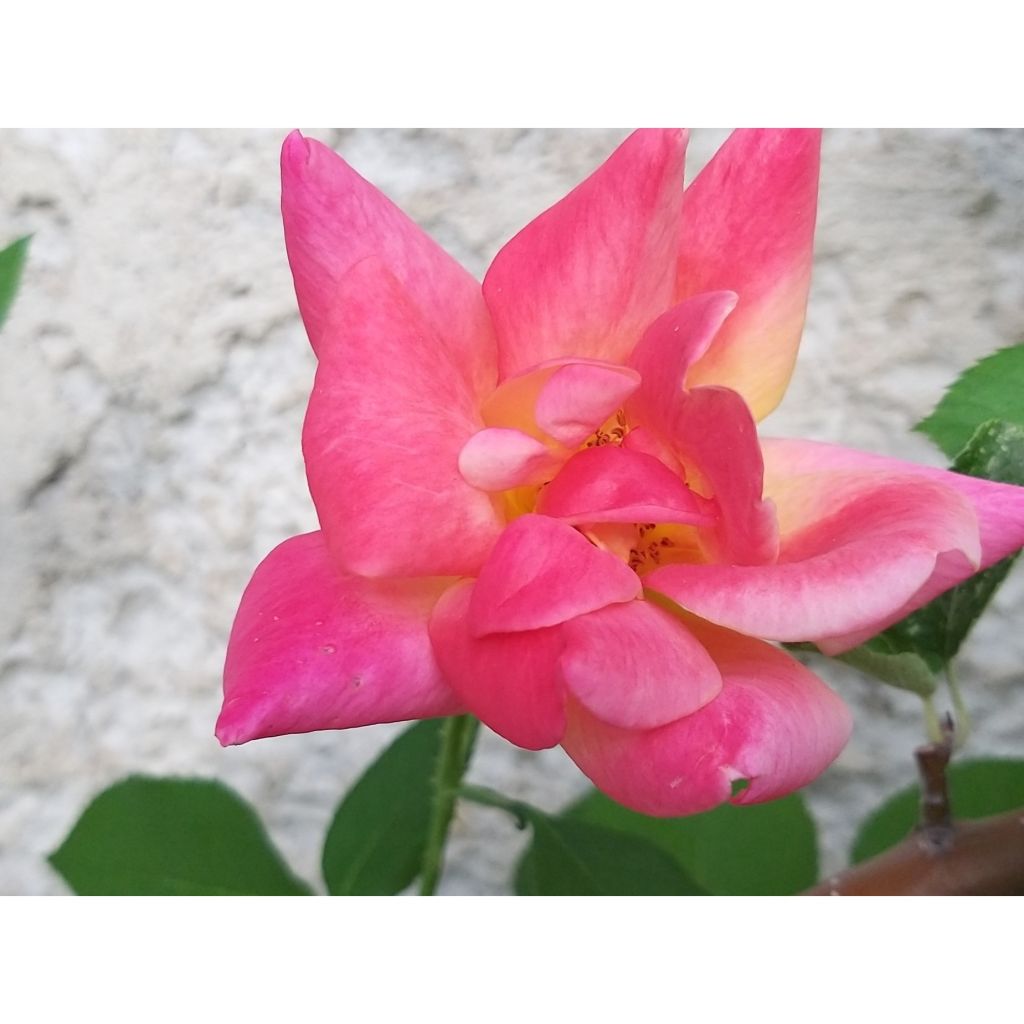 Rosa Joseph's Coat - Trosroos