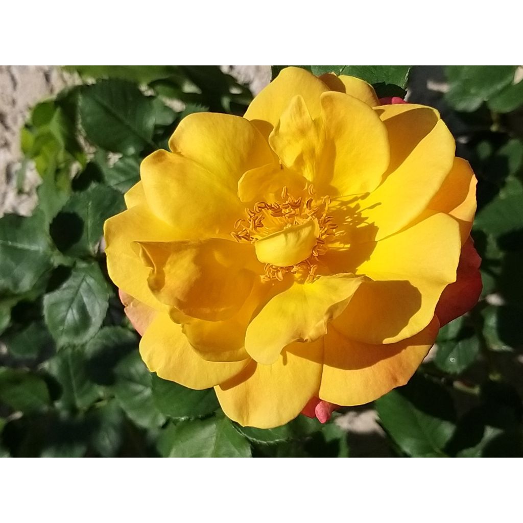 Rosa Joseph's Coat - Trosroos