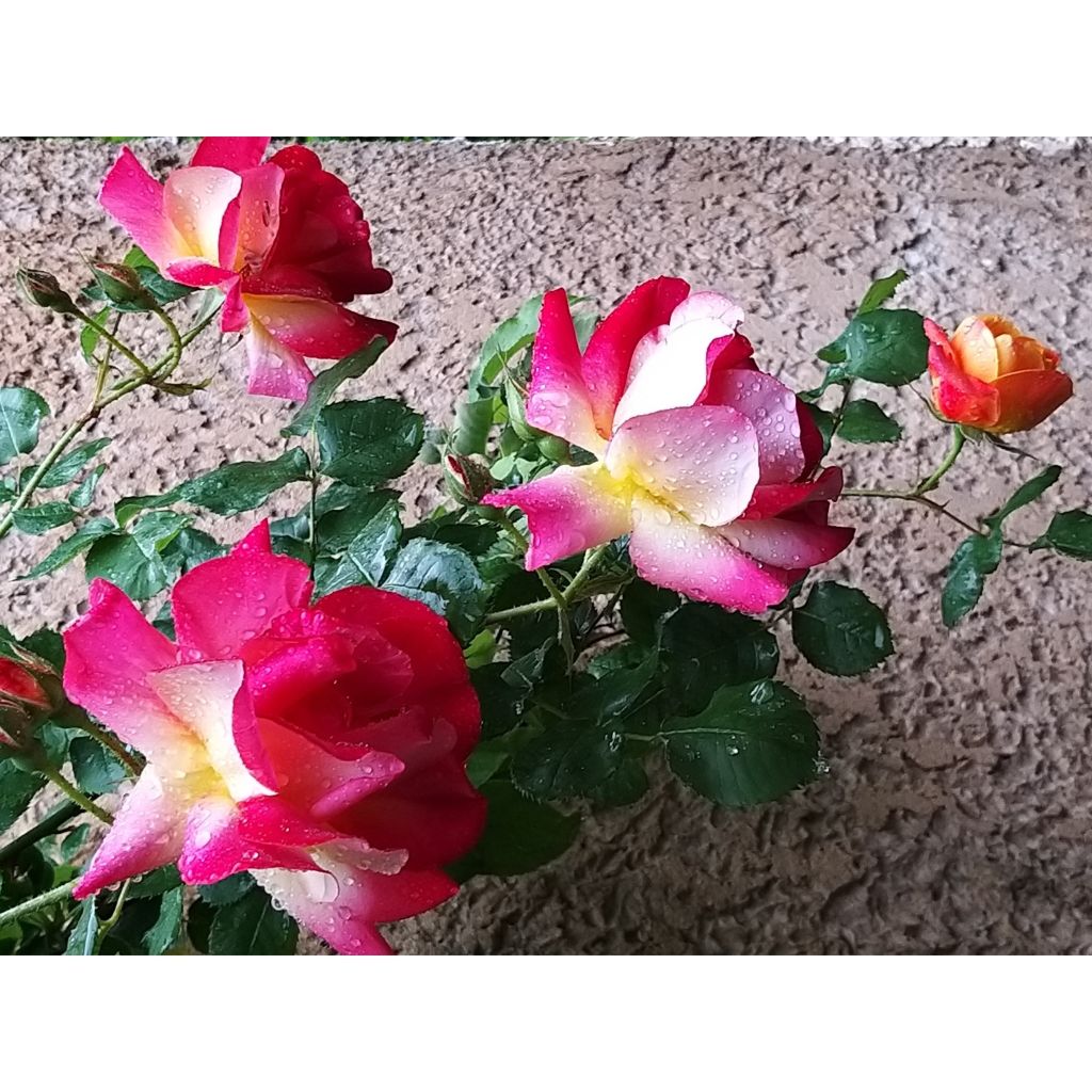 Rosa Joseph's Coat - Trosroos