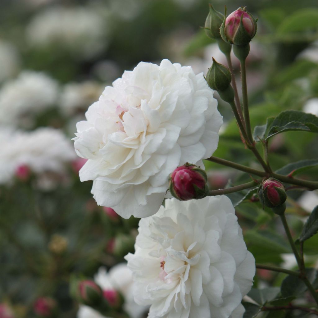 Rosa Little White Pet - Historische roos
