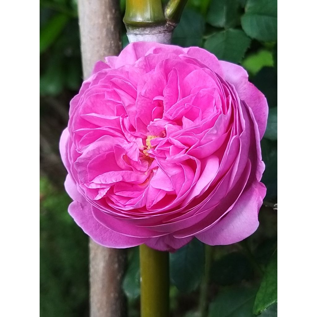 Rosa Louise Odier - Historische roos