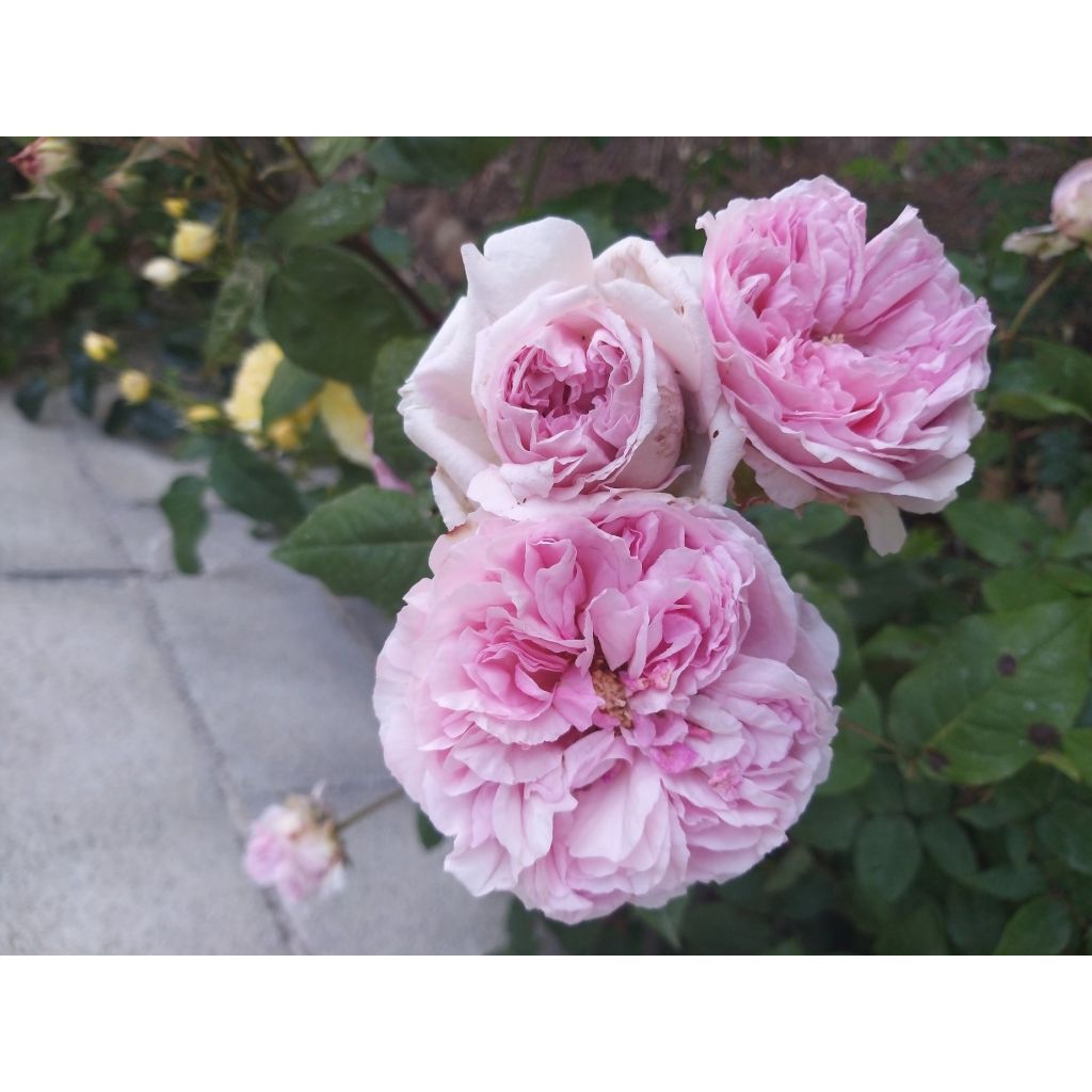 Rosa Madame Ernest Calvat - Historische roos